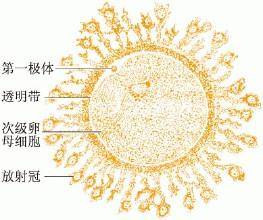 供卵试管婴儿染色体检测的费用是多少？