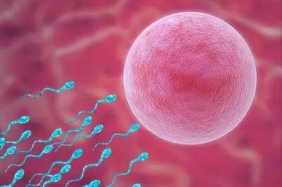好运来健康。国内医院供卵借卵试管婴儿的流程步骤（文字介绍）
