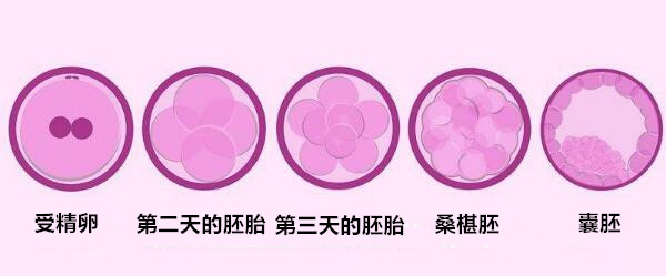 北京第二代供卵试管婴儿的成功率是多少？