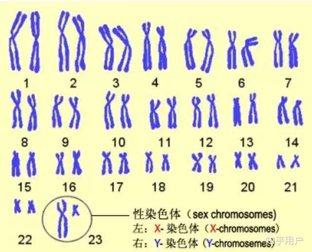供卵代怀试管代生排卵后出现腹水怎么办