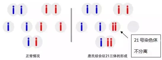 借卵做自怀借卵试管囊胚移植对子宫内膜厚度有什么要求呢
