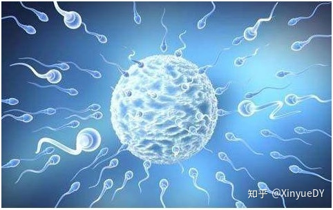 保定妇幼保健院赠卵借卵代生试管费用