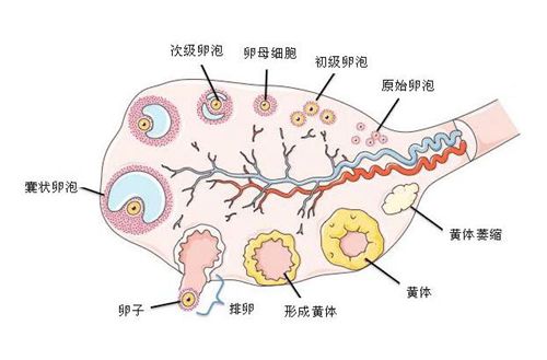上海比较出名的借卵做试管医院名单出炉,有哪些医院上榜了