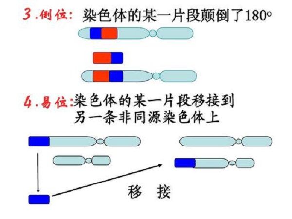 借卵试管免疫全套包括哪些项目