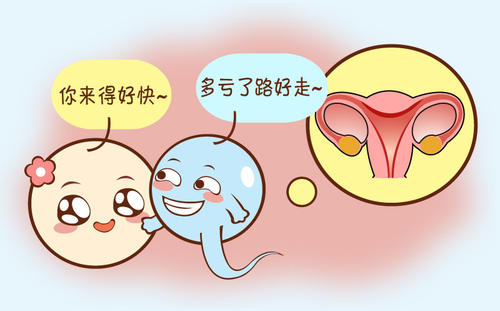 供卵做试管婴儿每次取几个卵