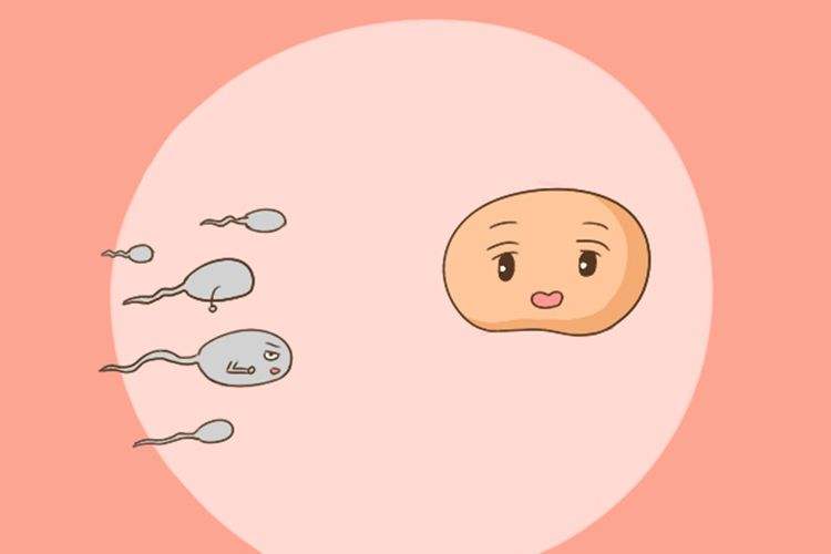 试管婴儿拮抗剂是什么药