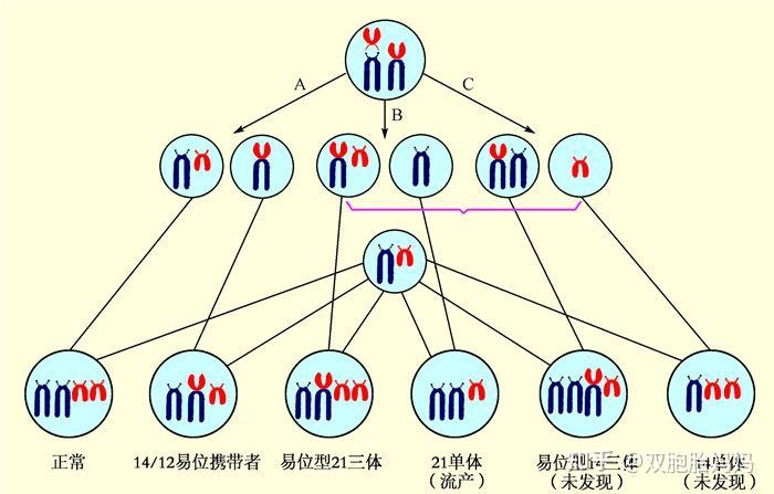 十年逆袭,涅槃重生北京借卵代怀选男女锦上添花