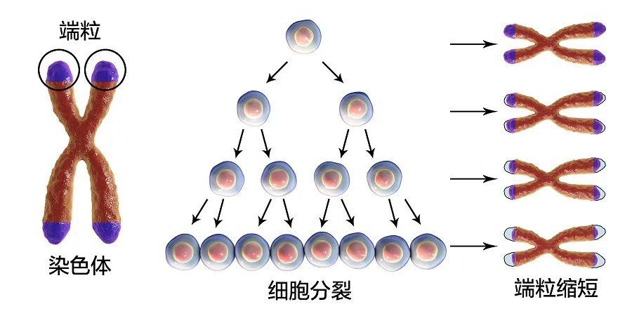 北医三院二代自然周期方案费用贵吗
