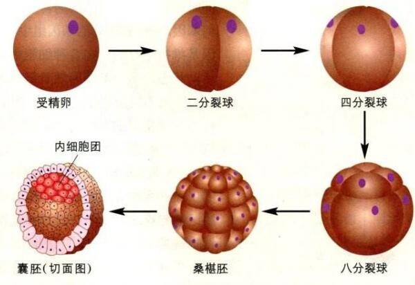 北京市不完全纵隔子宫找个女孩试管代怀成功率高吗